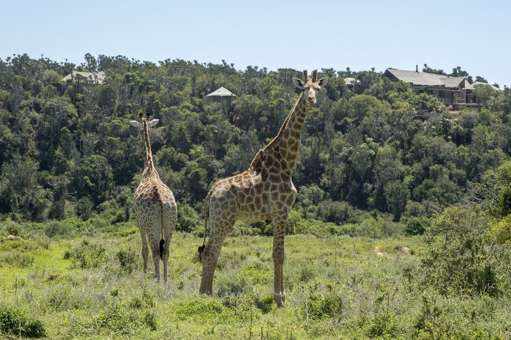 Kariega Game Reserve Settlers Drift Alexandria  Exterior photo